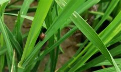 水稻常见虫害的防治（预防）方法