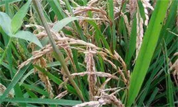 如何防治水稻苗期虫害