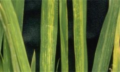 几种水稻常见病害的防治方法