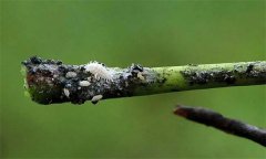 朝鲜球坚蜡蚧有何为害特点？怎样识别？