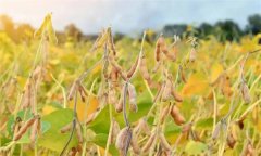 大豆成熟标准是什么 何时收获对产量和品质有利