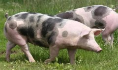 我国引进的国外瘦肉型猪种都具备哪些特点？