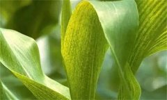 怎样防治玉米矮花叶病，其传播途径是什么？