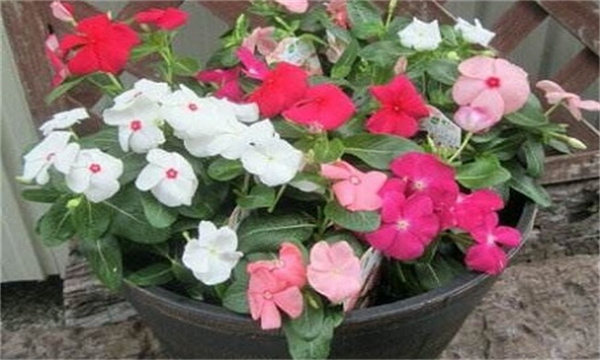 长春花花期施肥