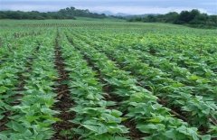 黑豆种植技术和管理方法简介