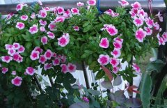 长春花种子播种时间与方法简介