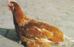 鸡群免疫力下降是什么原因，如何解决？