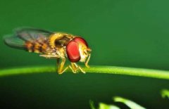 怎么用赤眼蜂防治玉米螟，需注意哪些事项？