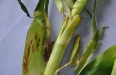 玉米茎腐病的发生症状与防治方法