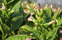 烟草花叶病的危害症状与防治方法