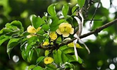 如何栽培和养护菜豆树？
