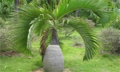 酒瓶椰子的种植方法 如何栽培和养护酒瓶椰？