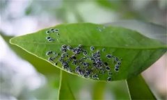 几种茶叶主要虫害的防治方法简介