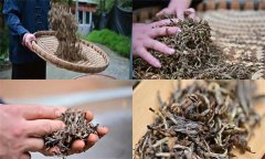 红茶加工工艺流程有哪些工序？