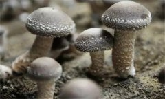香菇出菇时产生畸形菇的原因是什么？