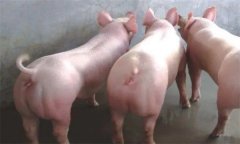 如何配制后备猪、怀孕母猪和泌乳母猪饲料？