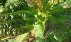 怎样防治莴苣霜霉病，用什么药物疗效最好？