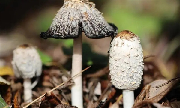 双孢菇鬼伞的发生条件