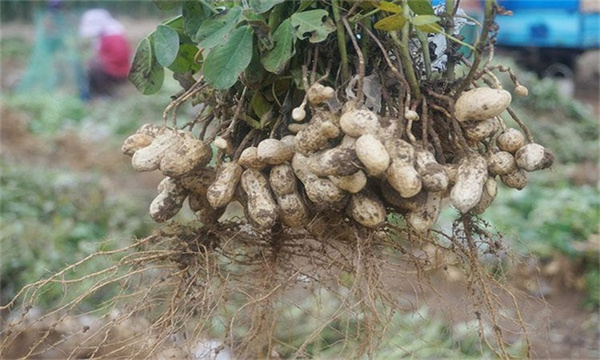 黑花生水肥管理