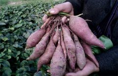 紫薯的田间管理方法