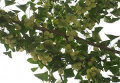 种植银杏的时候需要注意些什么？
