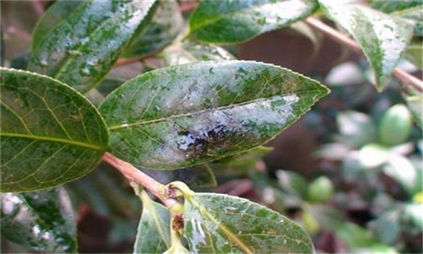 油茶根腐病