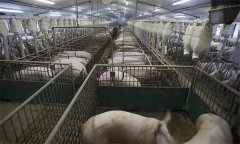 什么是养猪业的节本增效饲料配方技术？