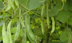 如何识别与防治芸豆缺素症?