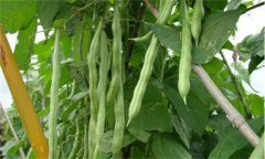 架豆王芸豆有什么特点?栽培要点是什么?