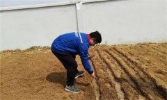 大白菜的直播与育苗移栽方法简介
