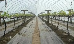 葡萄延迟栽培技术要点是什么？