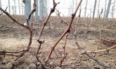 葡萄设施栽培休眠期怎样管理？