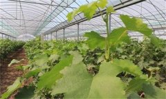 葡萄设施栽培新梢生长期怎样管理？