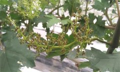 葡萄花期特性 葡萄设施栽培开花期怎么管理？