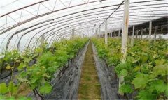 葡萄设施栽培果实发育期怎样管理？