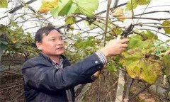 葡萄设施栽培果实采收后怎样管理？