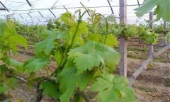 设施栽培条件下，葡萄栽植当年怎样管理？