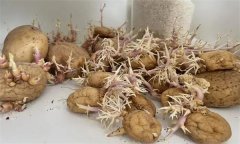 马铃薯种薯发芽需要哪些条件？