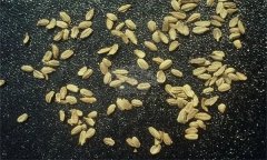 胡萝卜分叉原因有哪些？