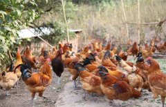 怎样提高土鸡的养殖成活率？