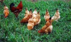 春季养殖土鸡要注意什么问题