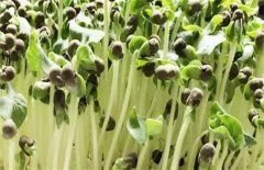 秋葵育苗技术：秋葵直播育苗与移栽育苗方法