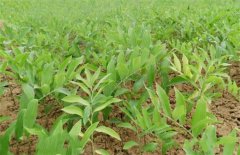 玉竹生长环境条件的要求有哪些？