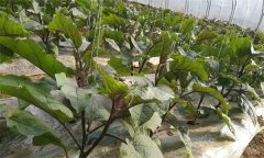 大棚茄子如何合理施用二氧化碳气体肥?