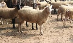 肉羊屠宰前应做哪些准备 肉羊屠宰有哪些程序？