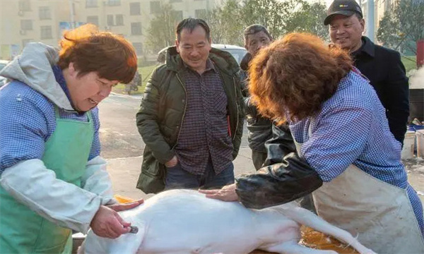 肉羊屠宰有哪些程序