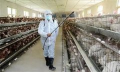 鸡场的消毒方法，鸡场常用的化学消毒剂有哪些