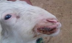 羊口蹄疫的治疗方法 发生羊口蹄疫情的控制措施