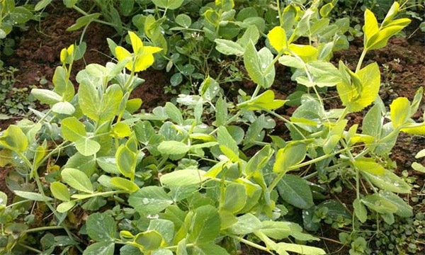 豌豆常见病虫害的预防与防治