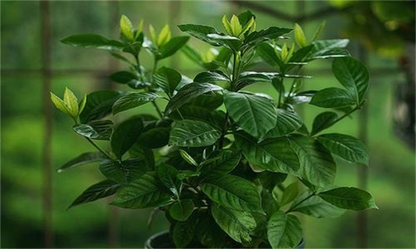 栀子花土壤原因